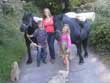 lakeland pack ponies