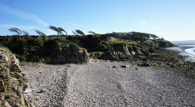 Windswept trees at Silverdale