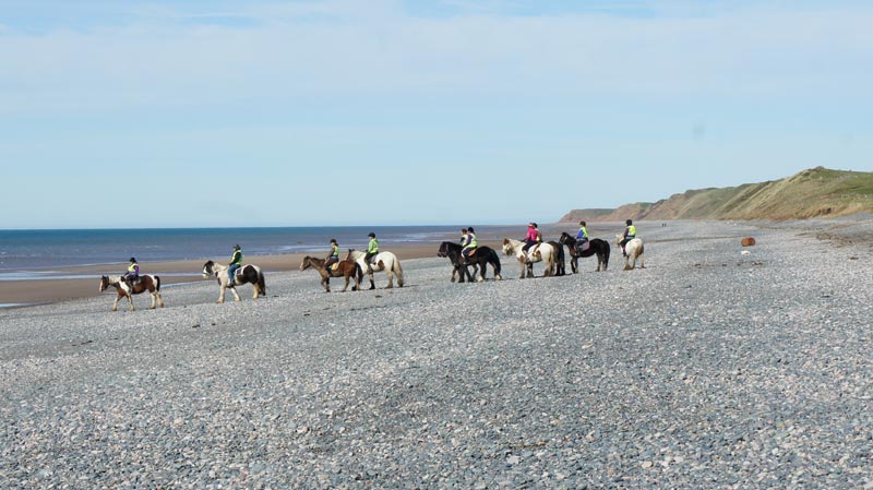 Horses at SIlecroft