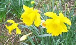 Daffodils