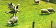 Share the fell walking experience