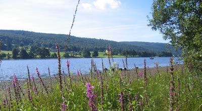 Foxgloves by Coniston