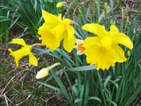 Wordsworth daffodils