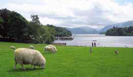 sheep by the lake