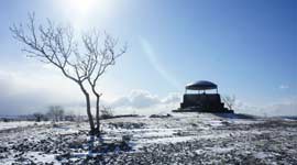 Scout Scar Mushroom in winter