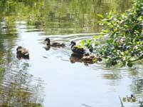 Ducks at Newby Bridge