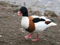 Shelduck