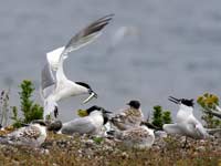 Sandwich Terns