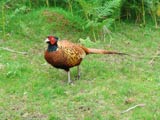 pheasant