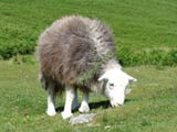 herdwick sheep