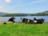 Bassenthwaite