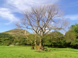 Loweswater