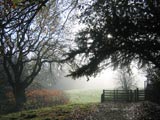 misty trees