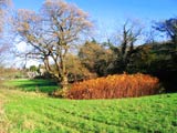 tree in field