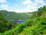 Thirlmere reservoir fauna